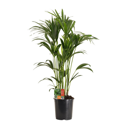 Howea Forsteriana (Kentia-Palme) Ø24cm, ca. 120cm hoch
