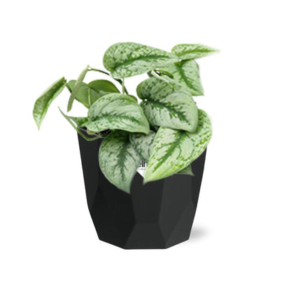Scindapsus Pictus ‘Trebie’ – pflegeleichte Zimmerpflanze 14cm