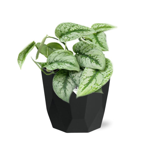 Scindapsus Pictus ‘Trebie’ – pflegeleichte Zimmerpflanze 14cm