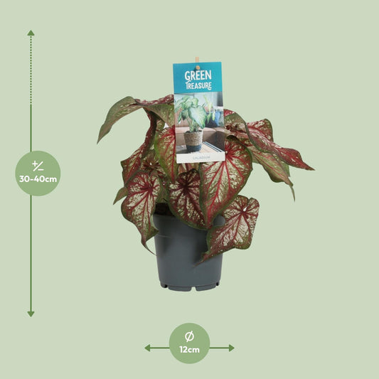 Caladium Bicolor – Pflegeleichte Zimmerpflanze Ø12cm
