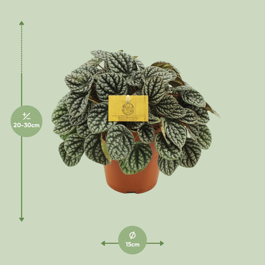Peperomia Burbella – Pflegeleichte Zimmerpflanze Ø15cm
