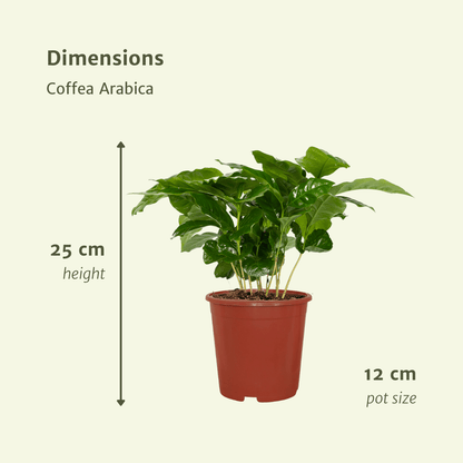 Coffea Arabica Kaffeepflanze – 2er Set, Ø12cm, ca. 25cm hoch