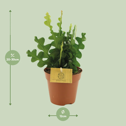 Epiphyllum Anguliger – Fischgrät-Kaktus Ø12cm, 30cm hoch