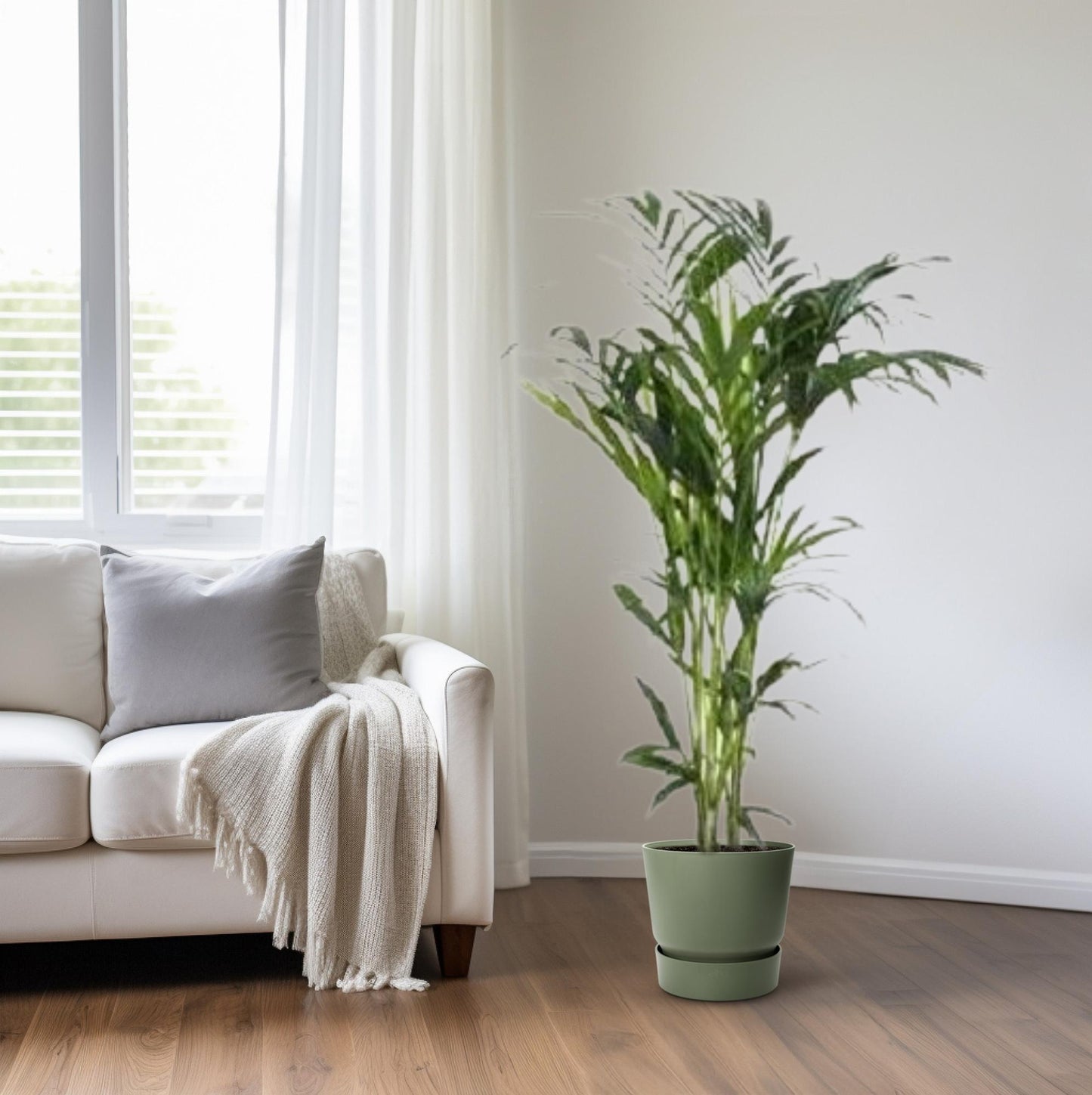 Kentiapalme – 140 cm – Pflegeleichte Zimmerpflanze