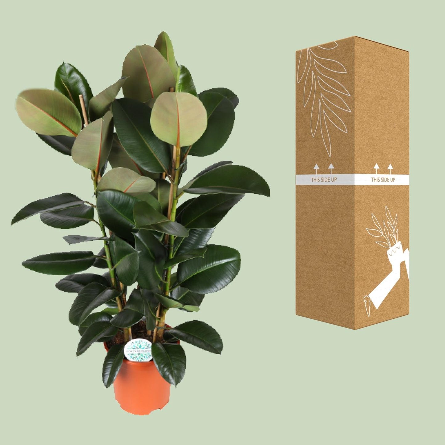 Ficus Elastica Robusta – Pflegeleichte Zimmerpflanze Ø27cm