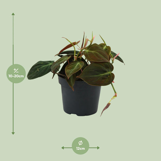 Philodendron Micans – Pflegeleichte Zimmerpflanze Ø12cm