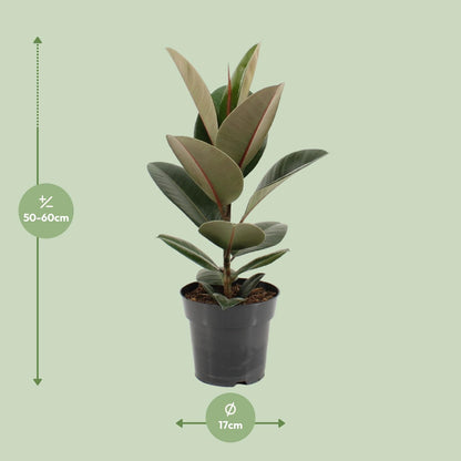 Gummibaum Robusta Ø17cm – Pflegeleichte Zimmerpflanze