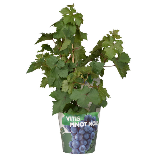 Vitis Pixie Pinot Noir – Zwergtraube im 21cm Topf