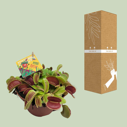 Dionaea Muscipula – Gemeine Fliegenfalle Ø12cm