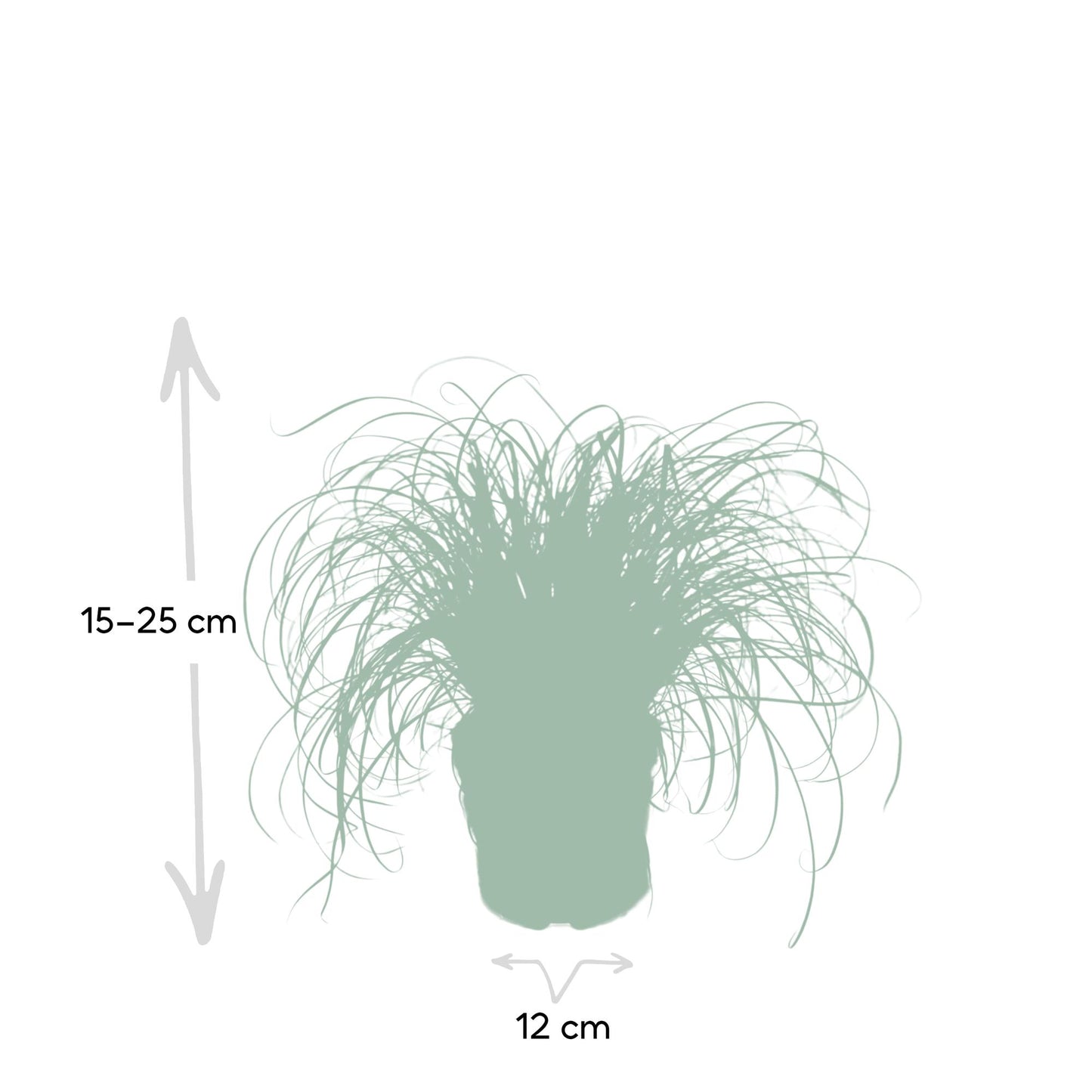Zypergras (Katzengras) Ø12cm – Pflegeleichte Zimmerpflanze