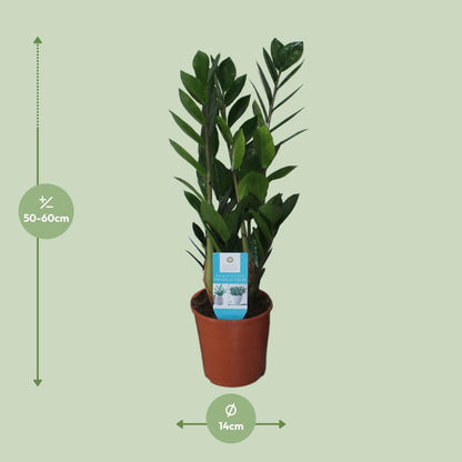 Zamioculcas Zamiifolia – Pflegeleichte ZZ-Pflanze Ø14cm, 55cm hoch