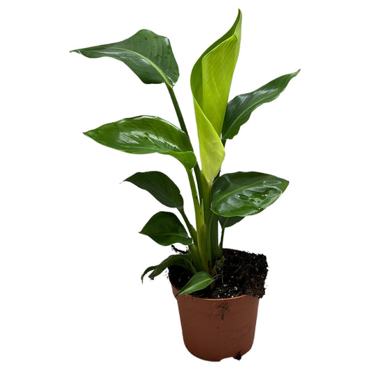 Strelitzie Nicolai – Tropische, pflegeleichte Zimmerpflanze 35 cm