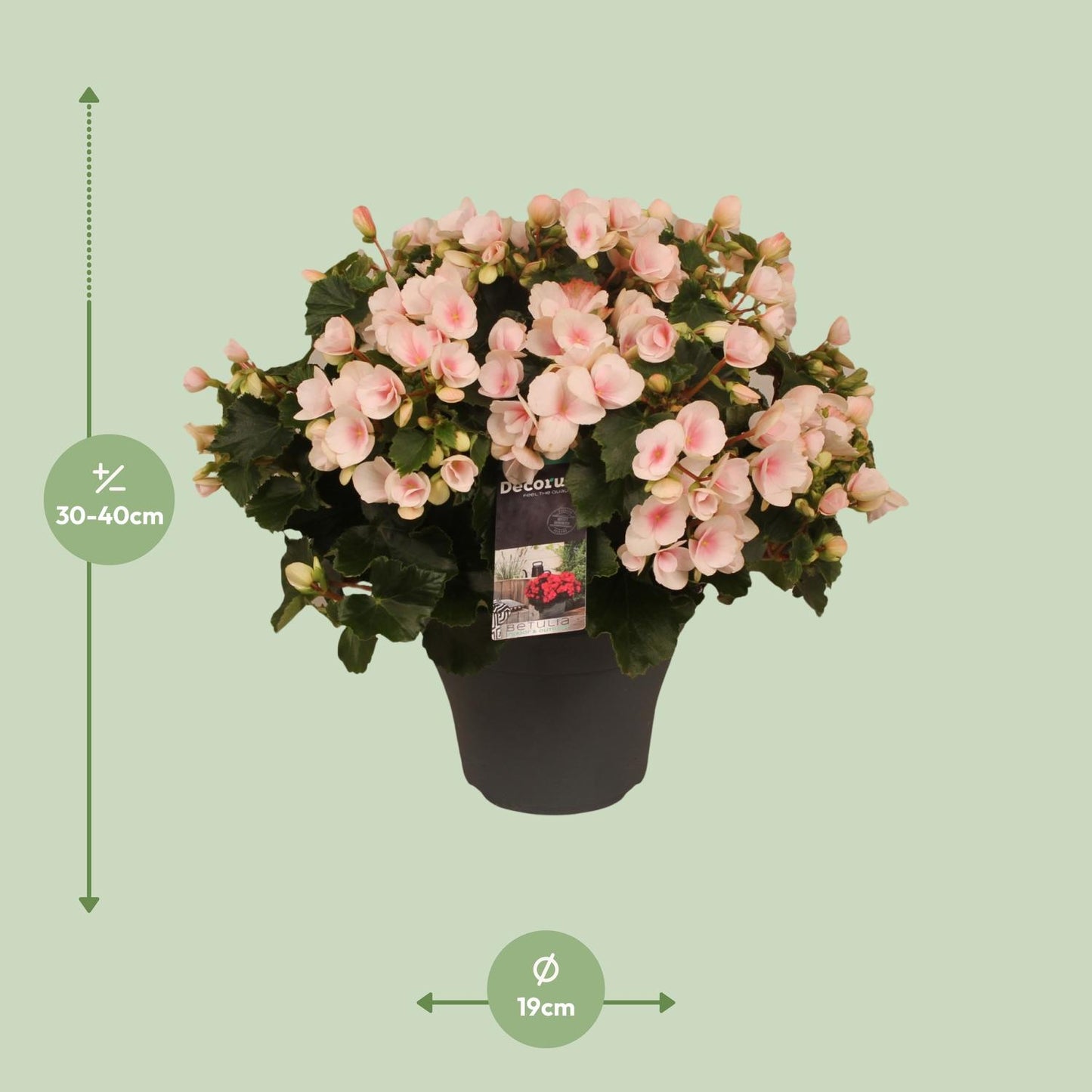 Begonie 'Betulia Light' – Pflegeleichte Outdoor-Begonie 35 cm