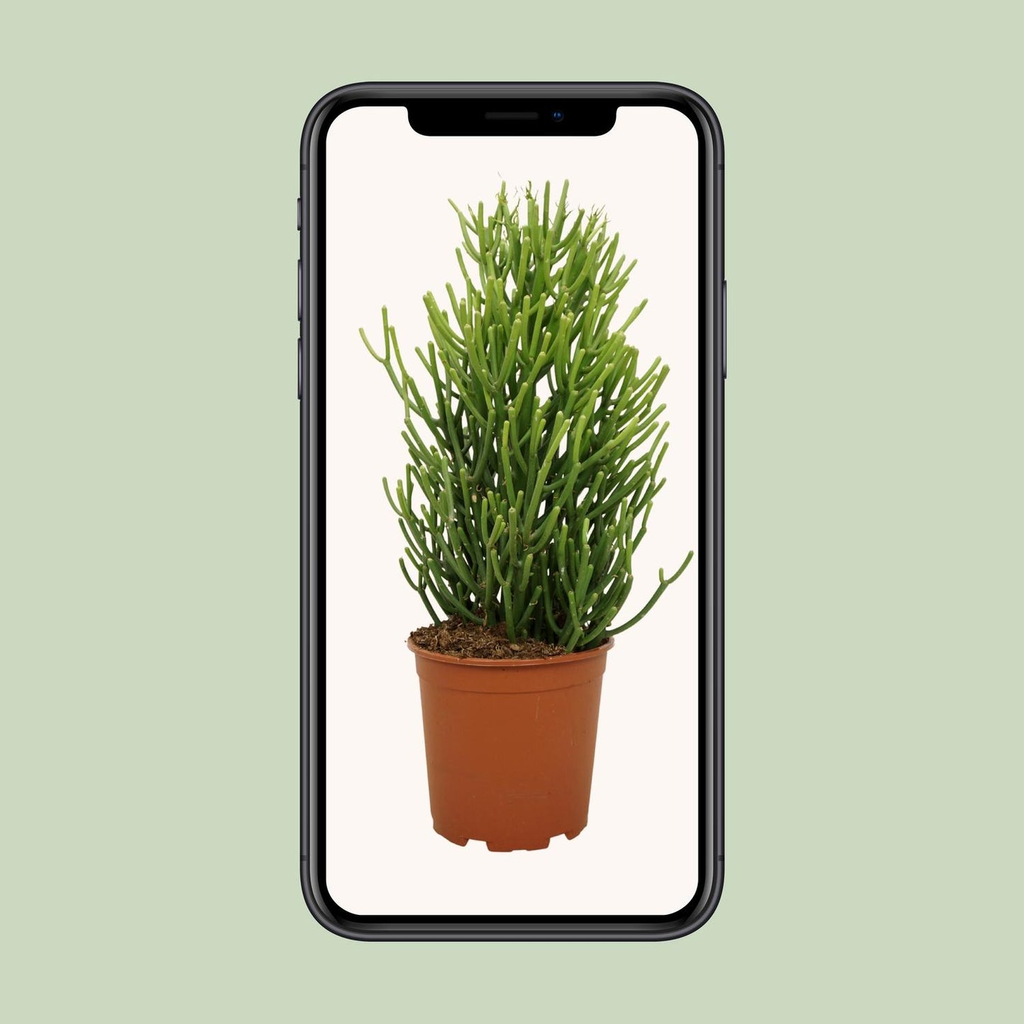 Euphorbia Tirucalli – Pflegeleichte & robuste Zimmerpflanze Ø21cm