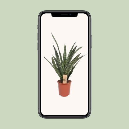 Sansevieria Diamond Green – Pflegeleichte Zimmerpflanze Ø19cm