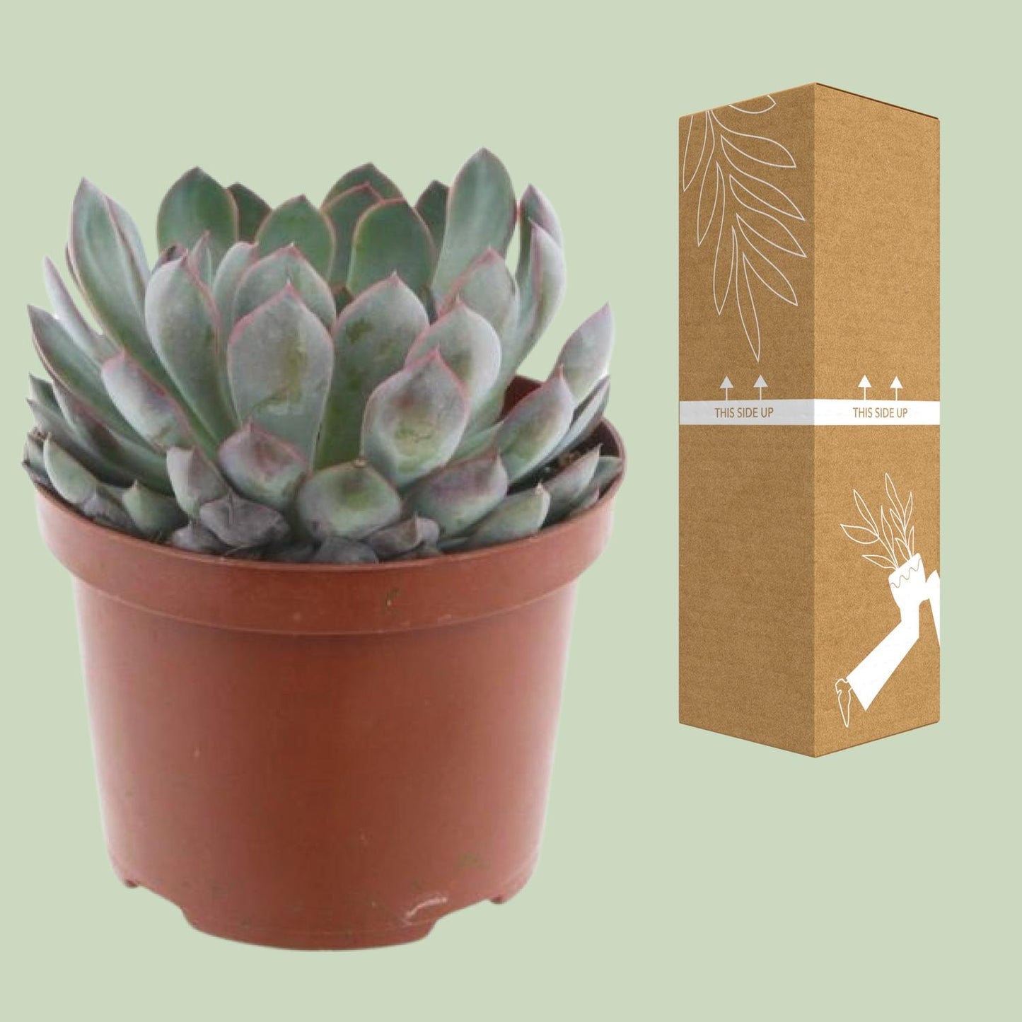 Echeveria Pelusida – Flauschige, pflegeleichte Sukkulente im 17cm Topf