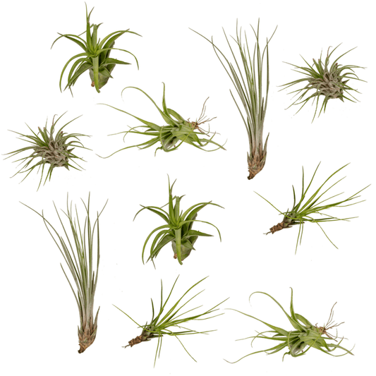 Tillandsia Air Mix – 10 pflegeleichte Luftpflanzen Ø6 cm