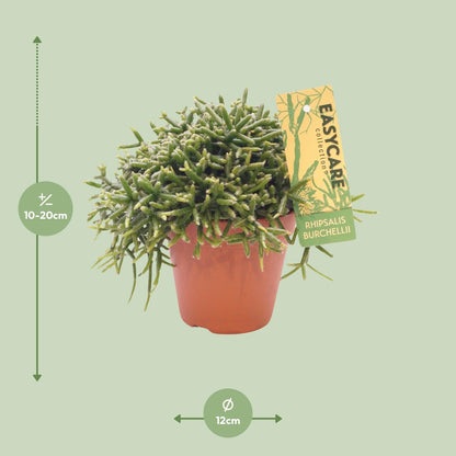 Rhipsalis Burchellii – Pflegeleichter Hängekaktus Ø12cm