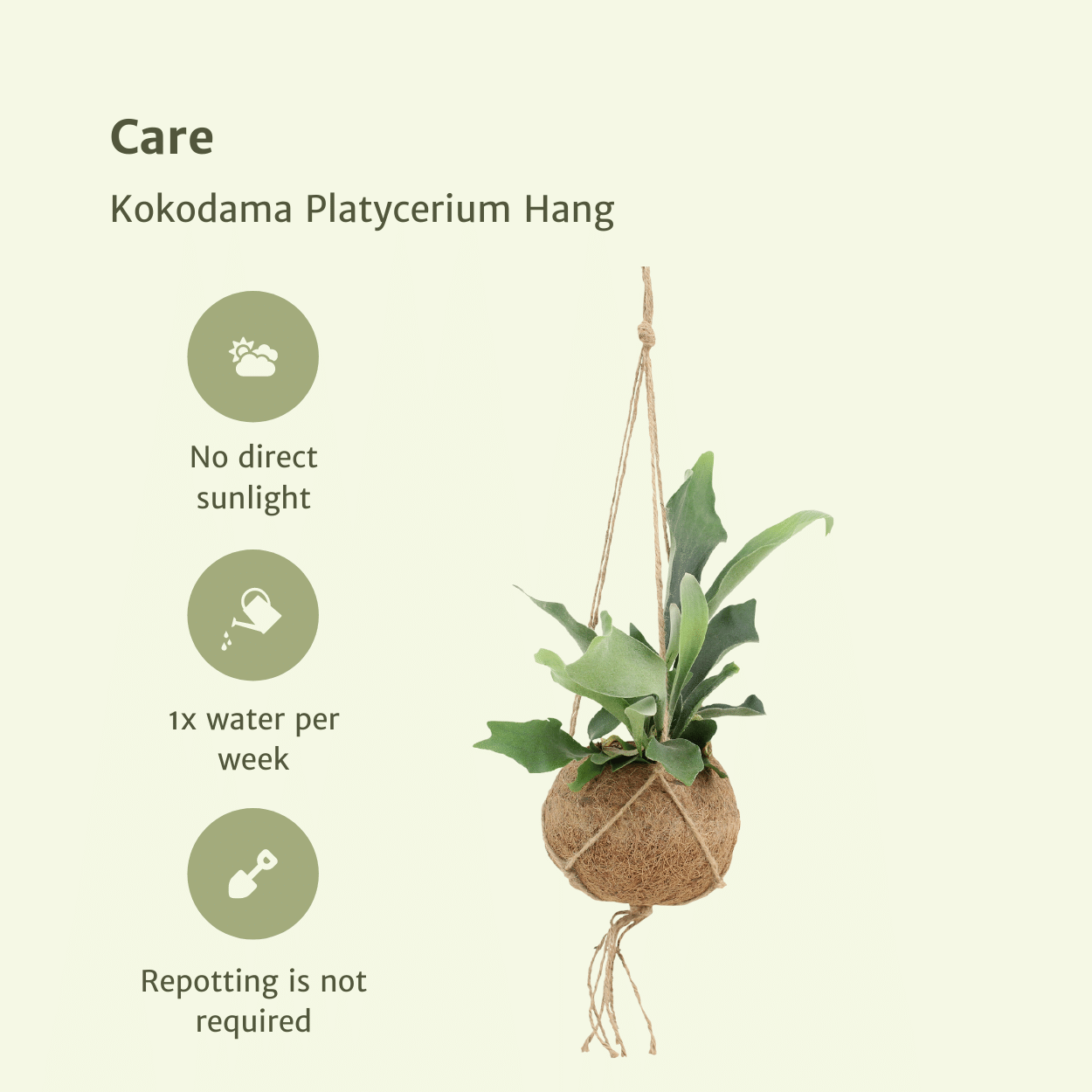 2x Kokodama Platycerium – Hirschhornfarn 35 cm ø15 cm