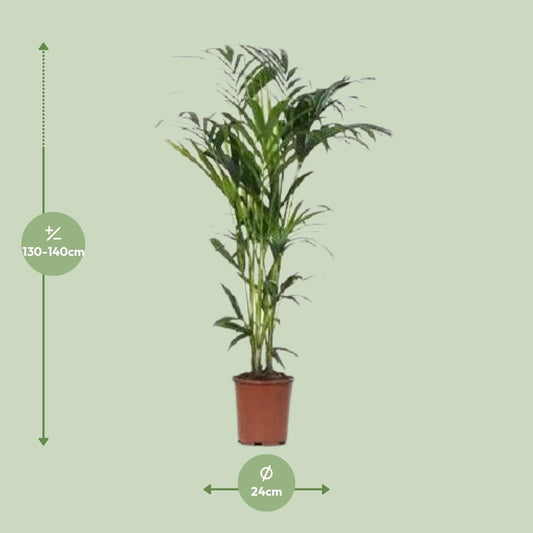 Howea Kentia-Palme Ø24cm, ca. 140cm – Pflegeleicht & Elegant