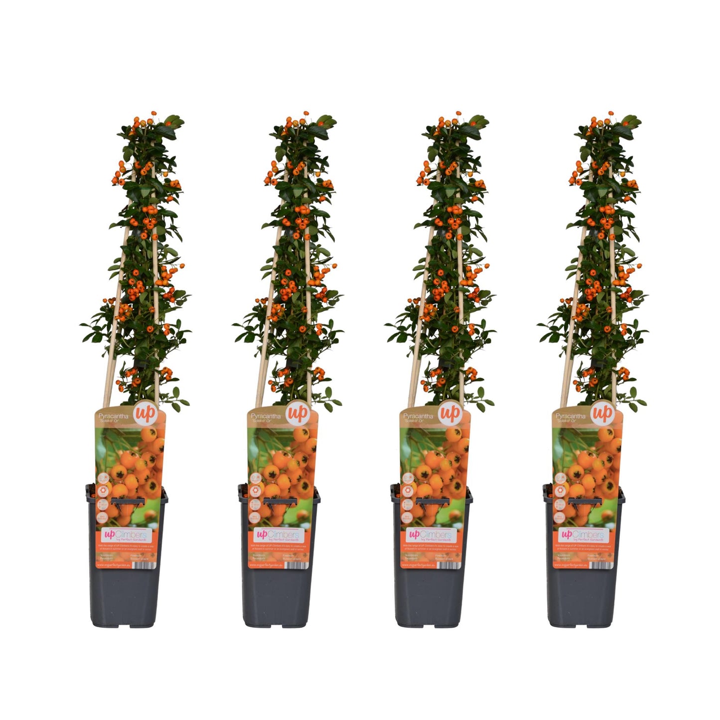4x Pyracantha 'Soleil dOr' – Robuster, pflegeleichter Strauch Ø15cm