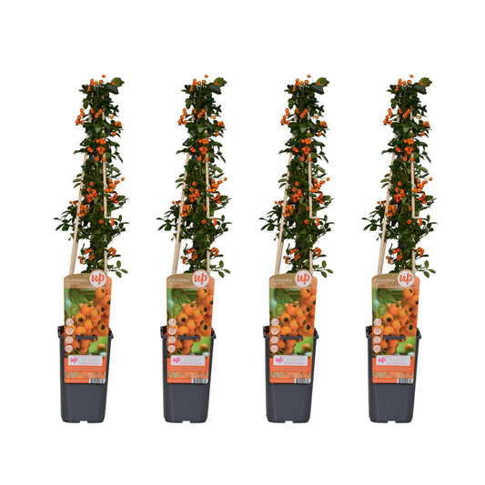 4x Pyracantha 'Soleil dOr' – Robuster, pflegeleichter Strauch Ø15cm