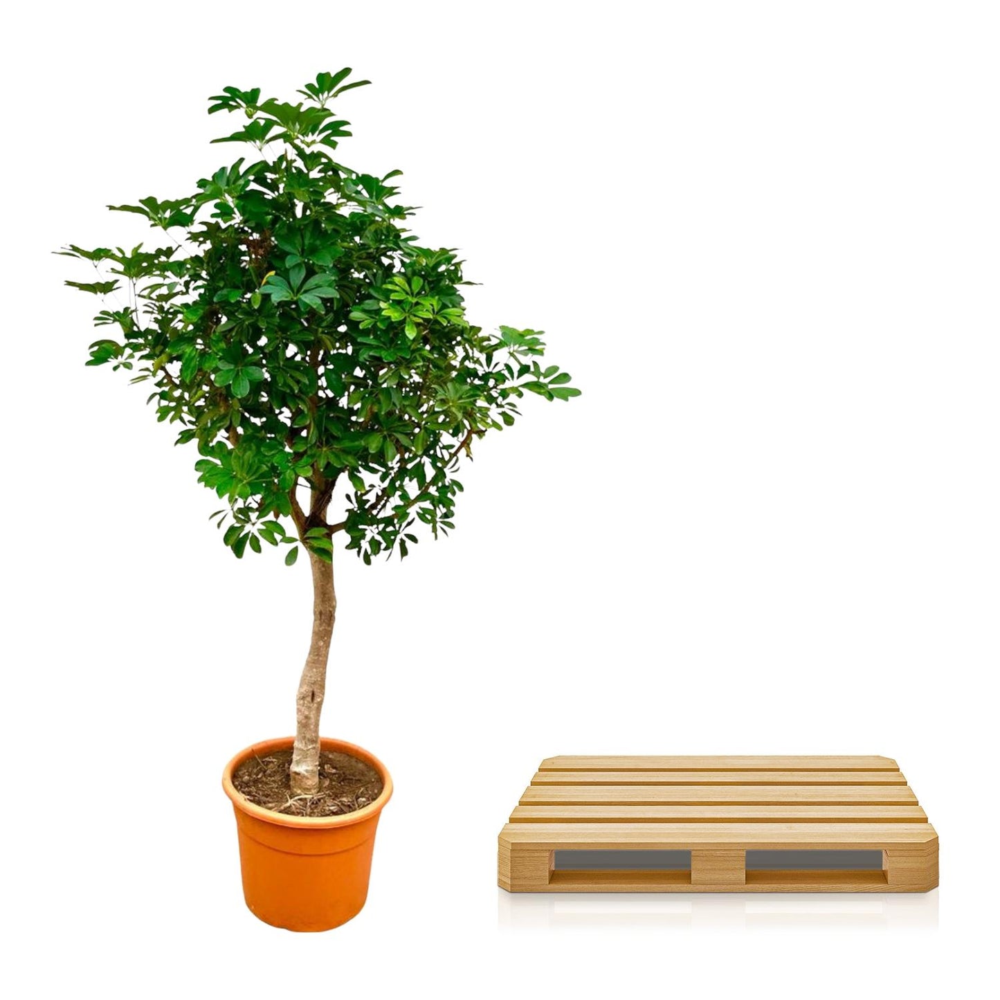 Schefflera op stam – 210 cm, pflegeleicht & robust