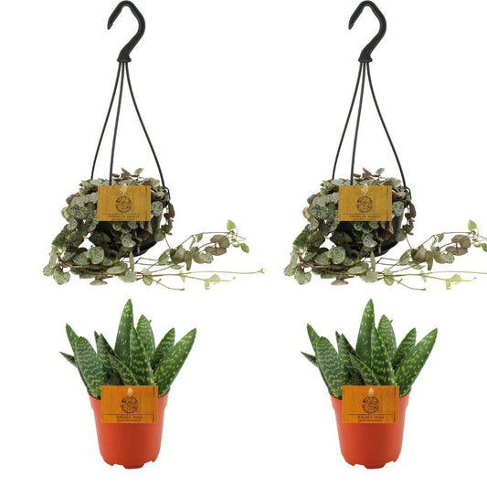 4er-Set Aloe Paradisicum & Ceropegia Woodii Variegata Ø10,5cm