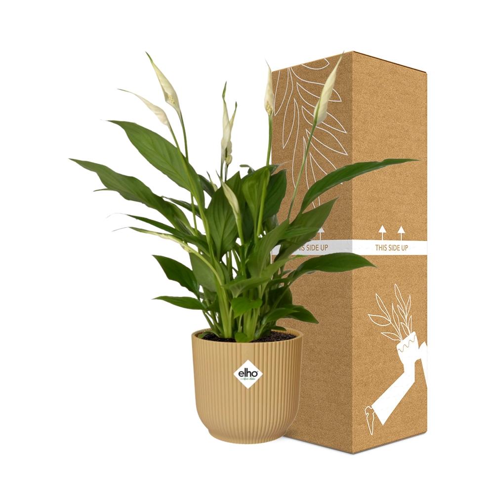 Spathiphyllum 12 cm Torelli in ELHO Vibes Fold 14 cm Gelb