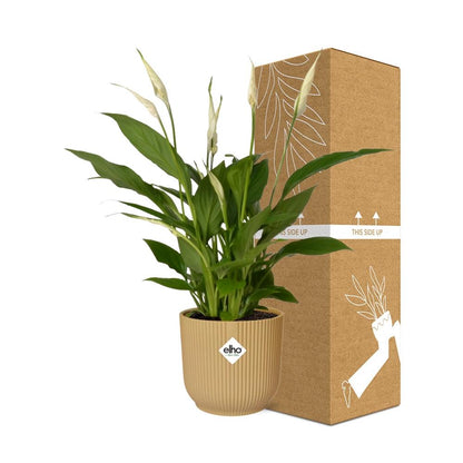 Spathiphyllum 12 cm Torelli in ELHO Vibes Fold 14 cm Gelb