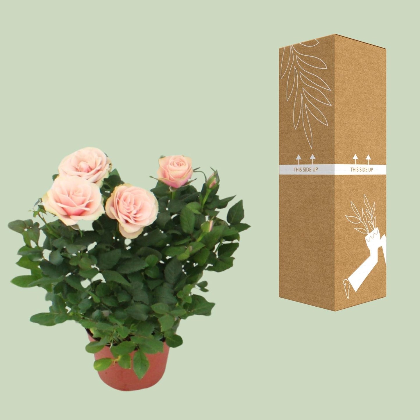 Topfrose Rosa Light Pink Ø12cm, 29cm hoch