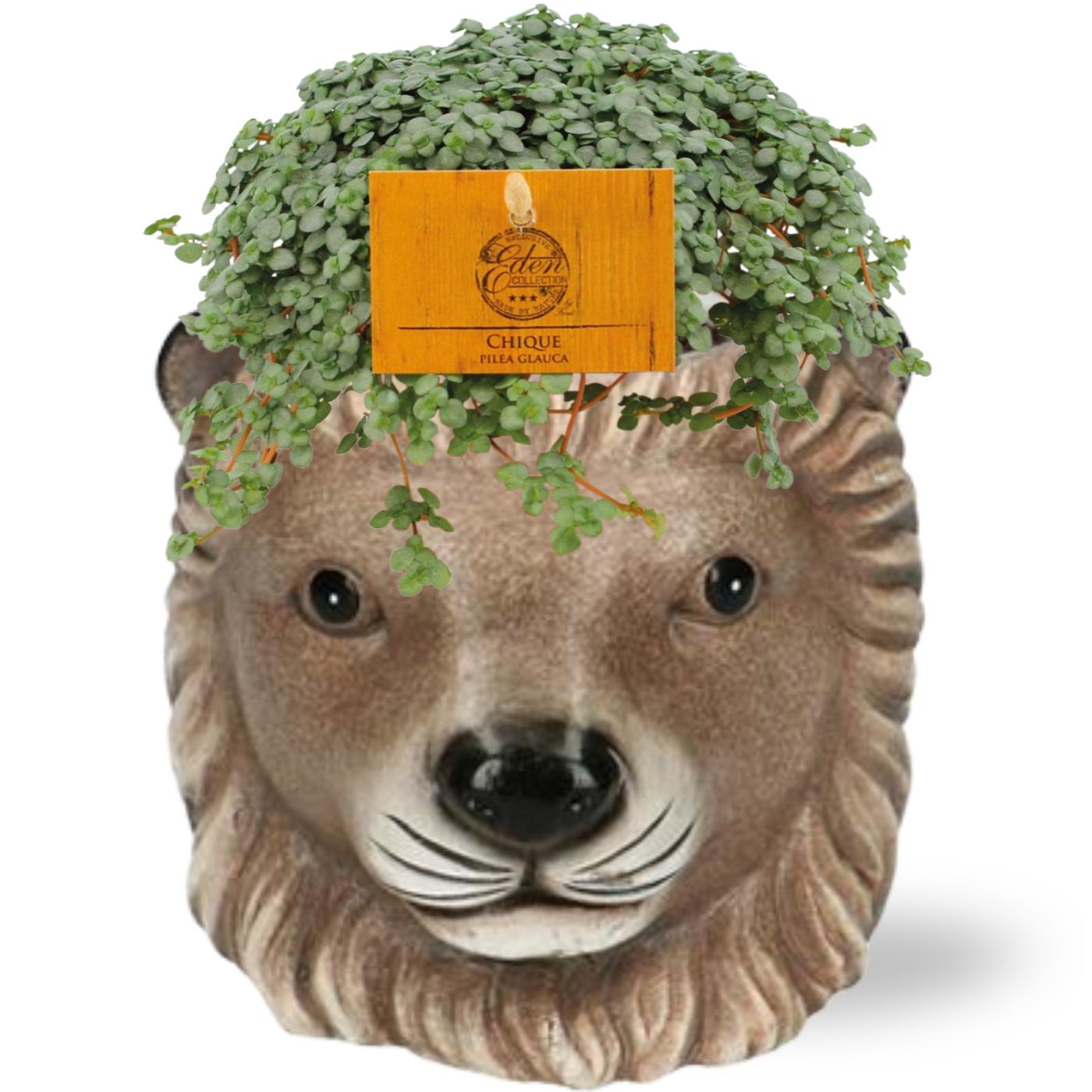 Pilea Glauca mit braunem Leeuw Übertopf Ø11cm