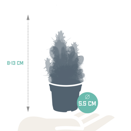 Kakteenmischung 5,5 cm – 10er Set ohne Topf