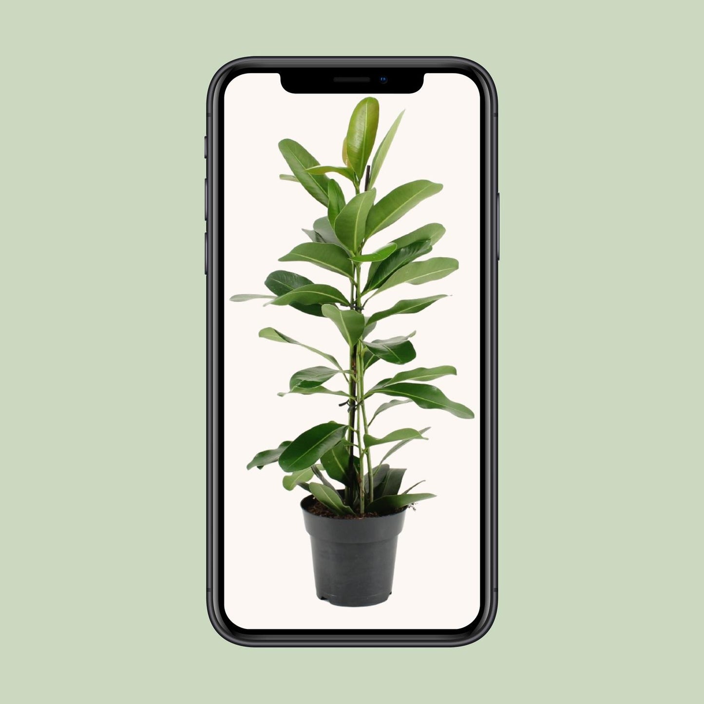 Ficus Microcarpa Smile® – Pflegeleichte Zimmerpflanze Ø17cm