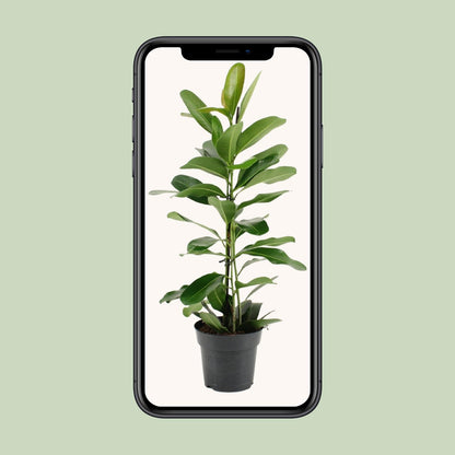 Ficus Microcarpa Smile® – Pflegeleichte Zimmerpflanze Ø17cm