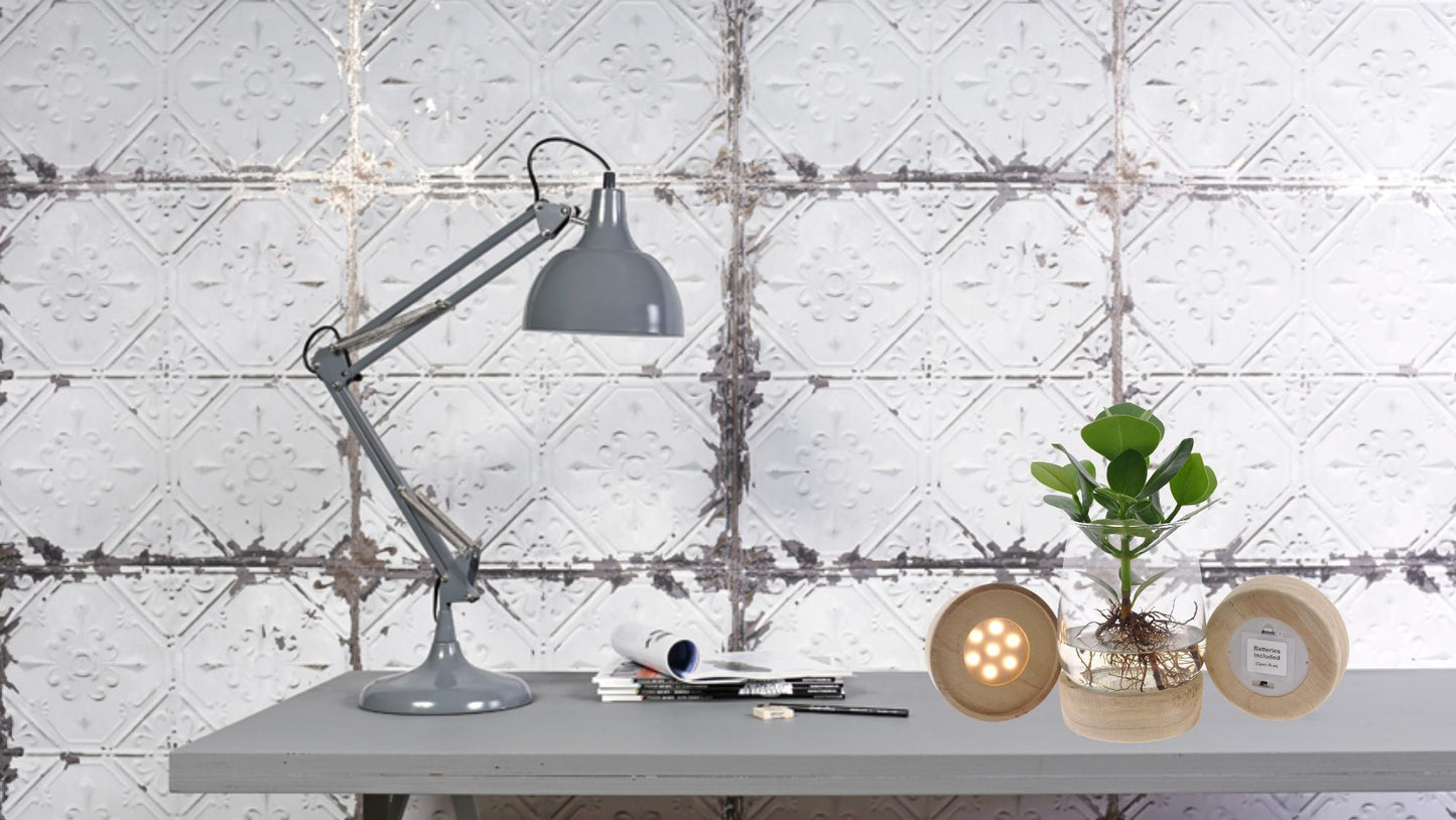 Clusia Hydroponie im Kingston Glas mit LED Ø12cm, 30cm hoch
