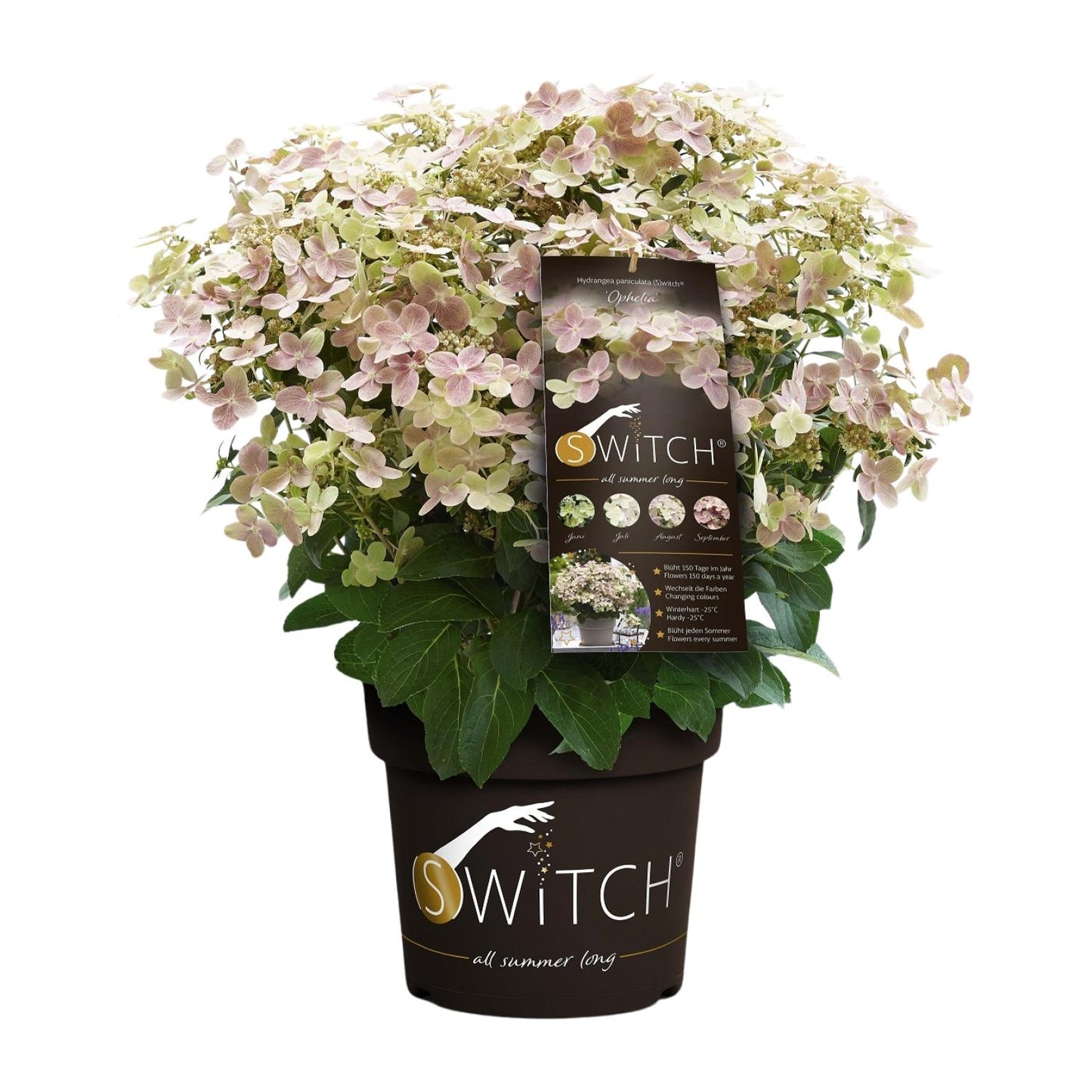 Rispenhortensie 'Switch Ophelia' – pflegeleichte Zimmerpflanze Ø19cm