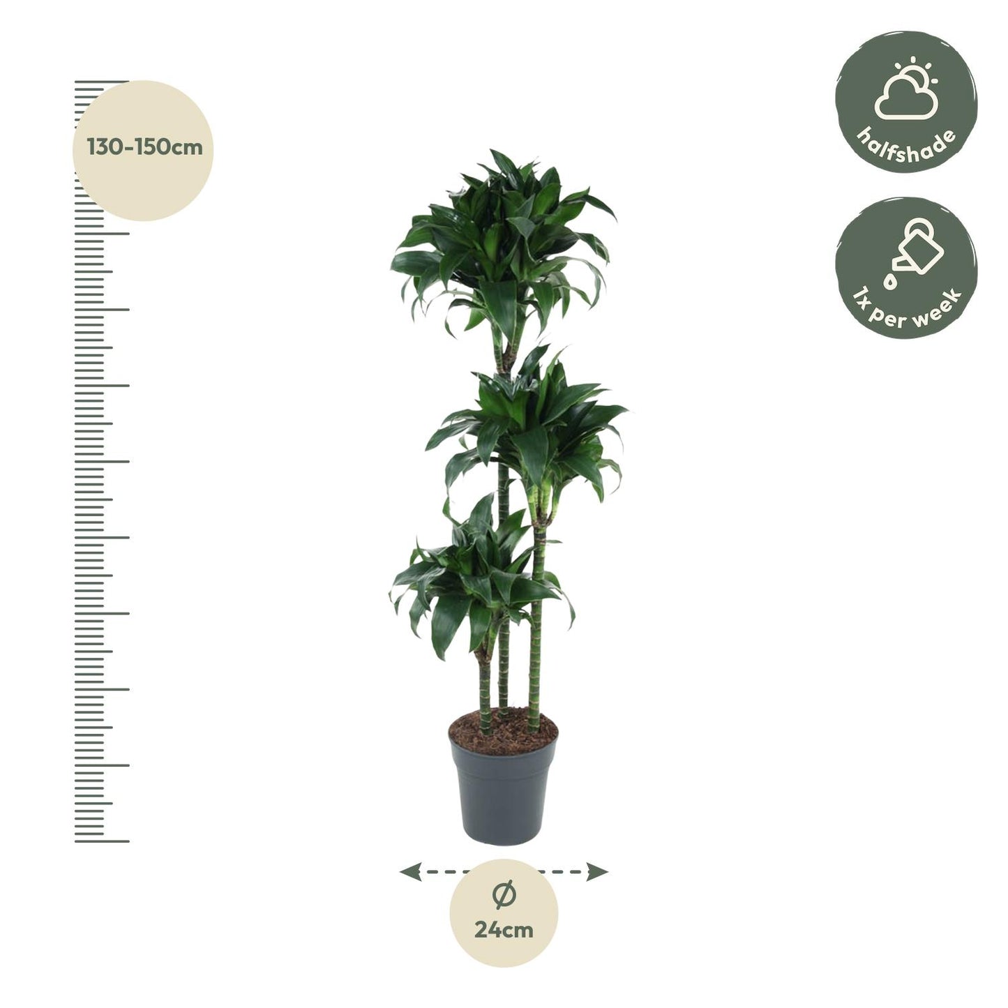 Dracaena Tatuade – 140 cm pflegeleichte Zimmerpflanze