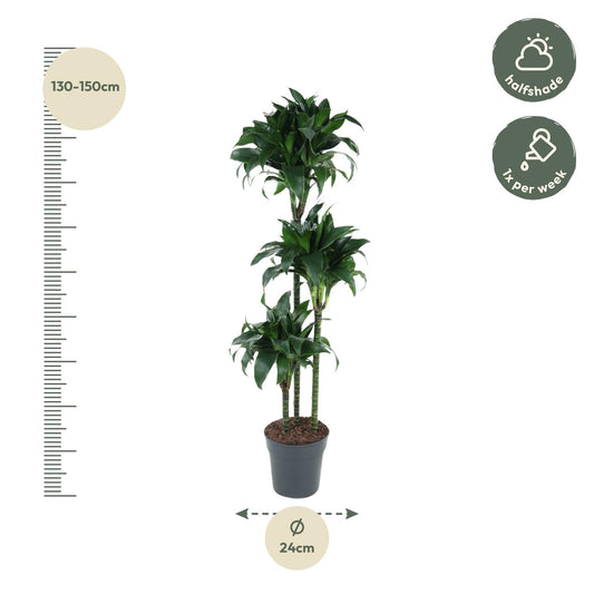 Dracaena Tatuade – 140 cm pflegeleichte Zimmerpflanze