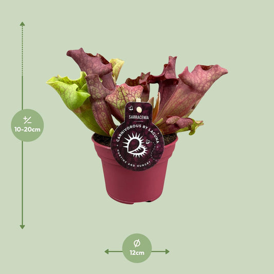 Sarracenia Kannenpflanze Ø12 cm, Höhe 20 cm – Exotisch & Pflegeleicht
