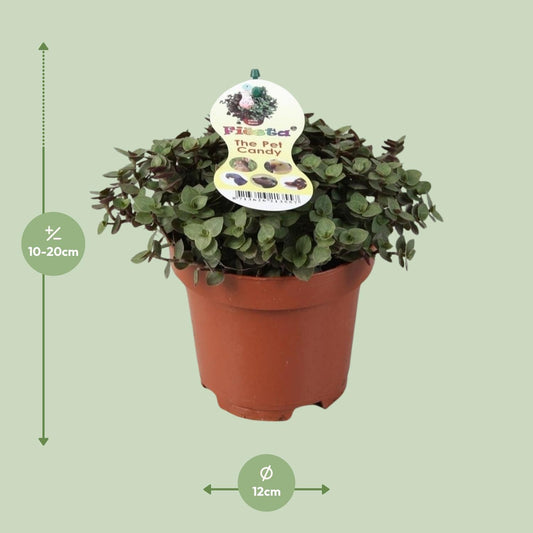 Zollpflanze Calissia Repens – Pflegeleichte Trendpflanze Ø12cm