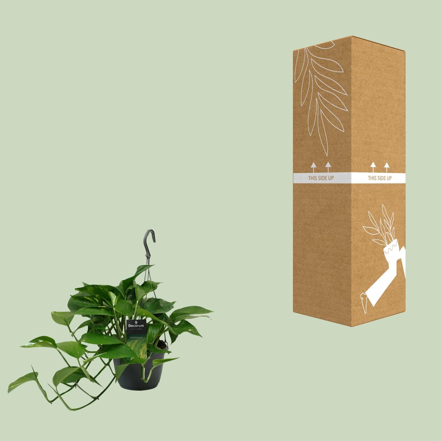 Scindapsus (Epipremnum) – pflegeleichte Zimmerpflanze Ø15cm