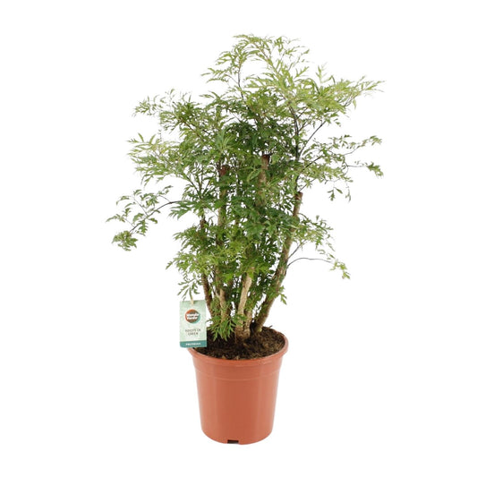 Polyscias Hawaiiana Ming – Pflegeleichte Zimmerpflanze Ø17cm, 65cm hoch