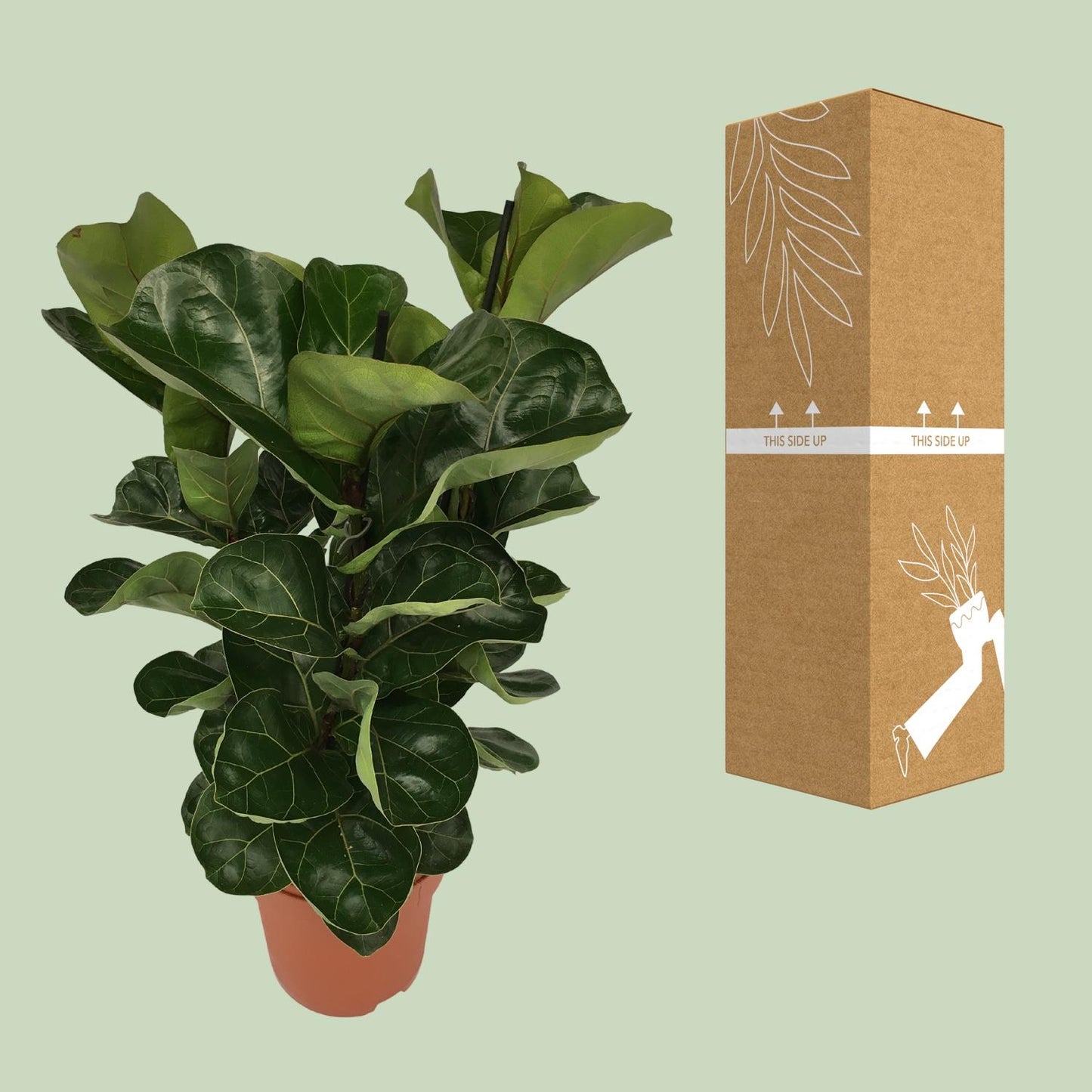 Ficus Lyrata Zimmerpflanze Ø21cm, 80cm hoch