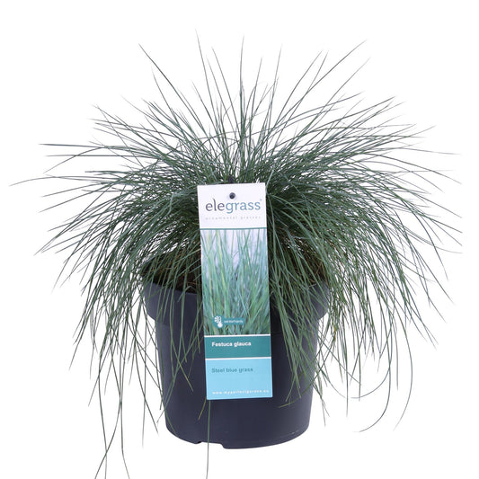 Festuca glauca Azura Blue – Silberblaues Ziergras Ø19cm