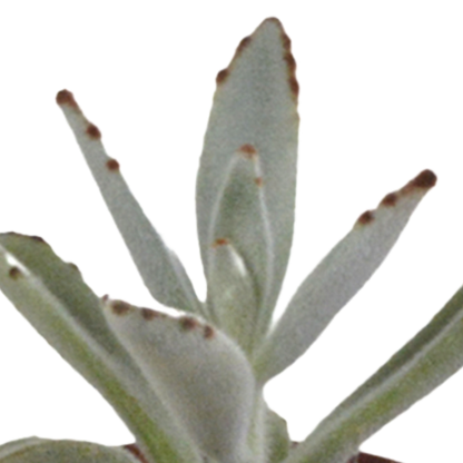 Vetplanten-Mischung 5,5 cm – 10er Set ohne Topf