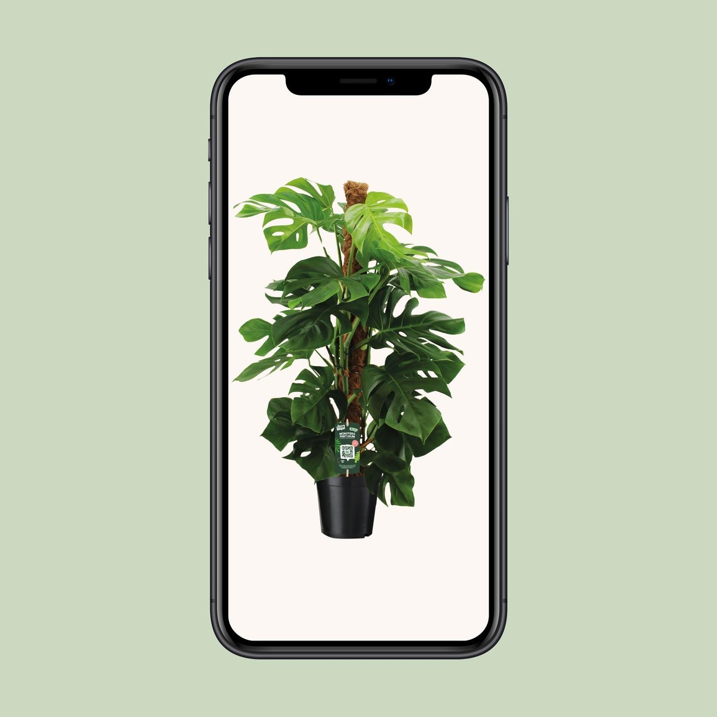 Monstera Pertusum Ø24cm – Pflegeleichte Trendpflanze bis 150cm