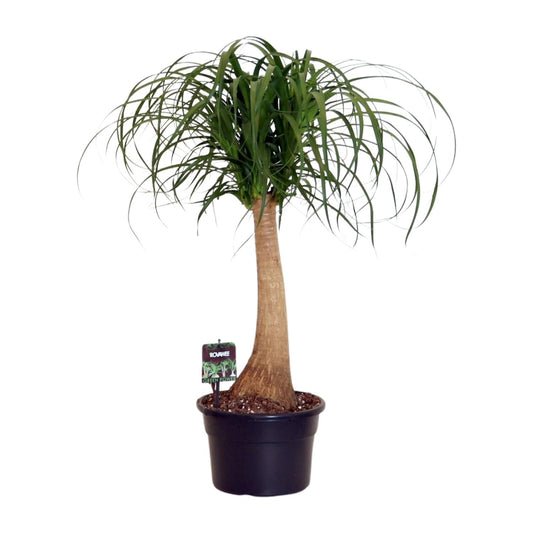 Beaucarnea Nolina – Pflegeleichte Zimmerpflanze Ø23cm