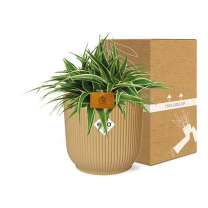 Chlorophytum Ocean 15cm in ELHO Vibes Fold Gelb