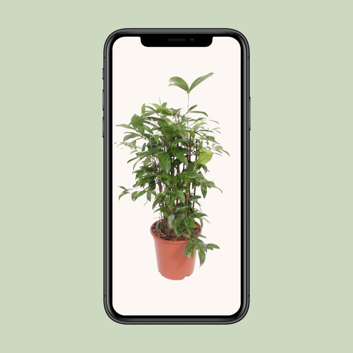 Dracaena Surculosa – Pflegeleichter Drachenbaum Ø21cm